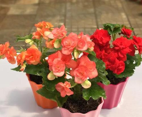 打造美丽园林——海棠花的种植技巧（掌握正确方法，让海棠花盛放您的家园）