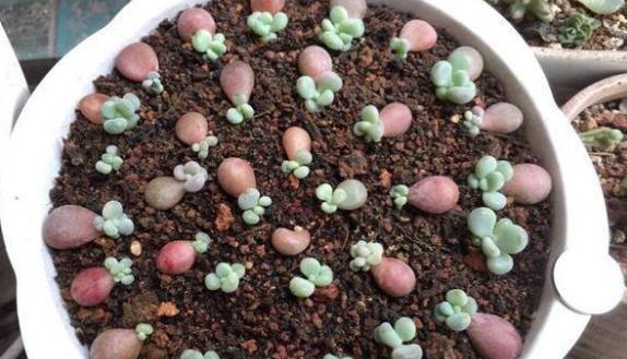 多肉植物扦插生根技巧（掌握这些技巧让你的多肉快速生根）