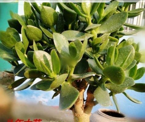 探秘玉树品种的丰富多彩（从天然和人工两方面看玉树品种的繁衍）