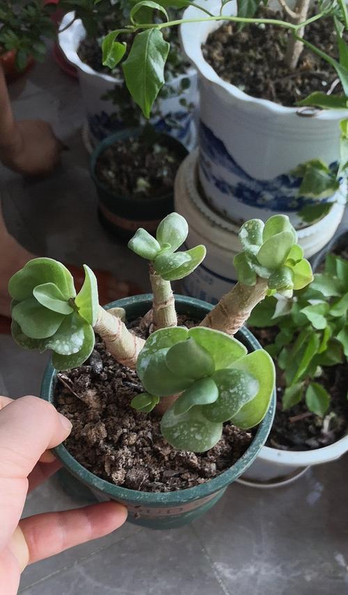 探秘玉树品种的丰富多彩（从天然和人工两方面看玉树品种的繁衍）