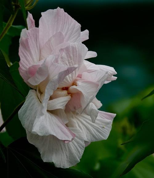 芙蓉花如何浇水？（让芙蓉花生长得更美丽）