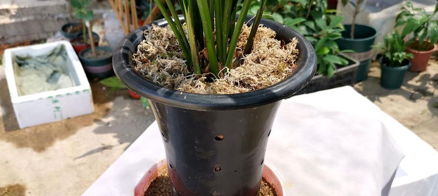 如何正确更换兰花盆（轻松掌握兰花换盆技巧，让兰花更加健康成长）