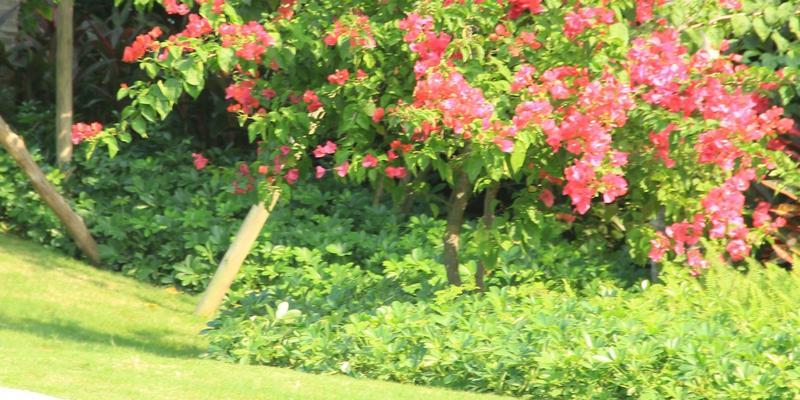 一年四季花香醉人，这些花不容错过（探秘四季常青花园，领略盛开之美）