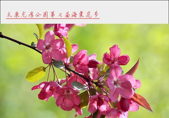 养殖垂枝海棠的病虫害防治（掌握这些知识，让你的垂枝海棠健康生长）
