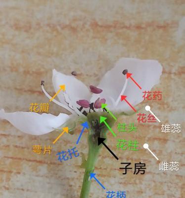 探秘花的结构之最重要的结构（解析花的结构及其重要性）