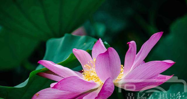 盛夏鲜花缤纷（揭秘夏日盛开的八大花朵）