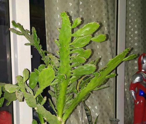 仙人虫养殖全指南（从入门到精通，让你轻松掌握的养殖方法）