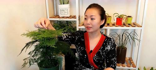 文竹伤根叶易黄的原因（探究文竹生长的秘密与解决方法）