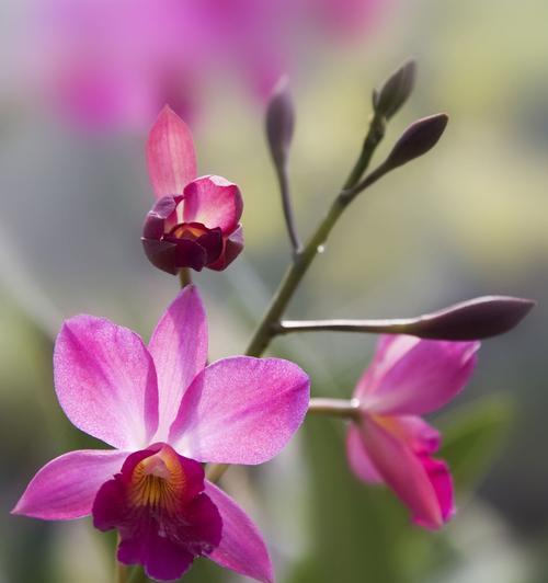 探究兰花的品种和种类（从颜色、花型、产地等方面了解兰花品种）
