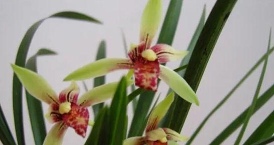 探究兰花的品种和种类（从颜色、花型、产地等方面了解兰花品种）