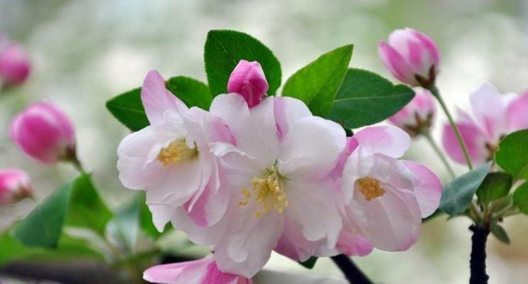 海棠花的修剪技巧（开花盛放，从修剪开始）