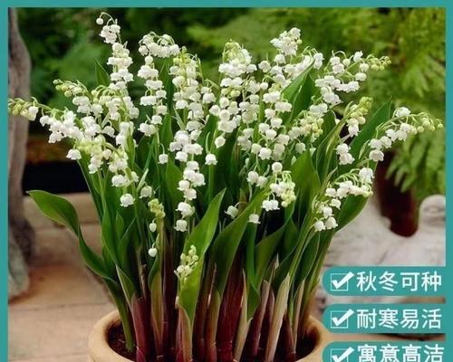 多年生草本花卉好养指南（打造美丽庭院的秘密武器）