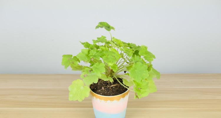 多年生草本花卉好养指南（打造美丽庭院的秘密武器）