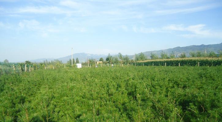 油松——北方阔叶林的主要树种（了解油松的生态和用途）
