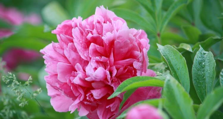 探秘芍药品种（品种介绍及图片欣赏）