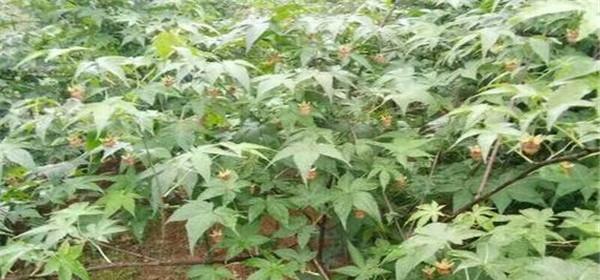 树莓种植全攻略（从选品到收成，一步步教你如何种植健康的树莓）