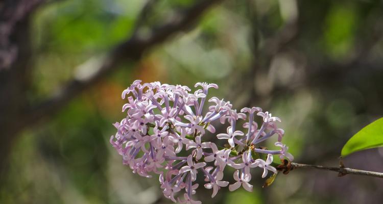 紫丁香开花结果的奥秘（探究紫丁香开花的条件和技巧）