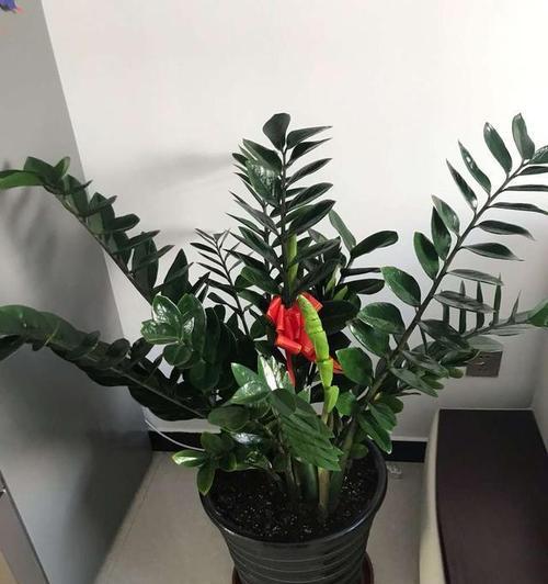 如何繁殖金钱树？（掌握4种有效繁殖方法，让你的金钱树茁壮成长）