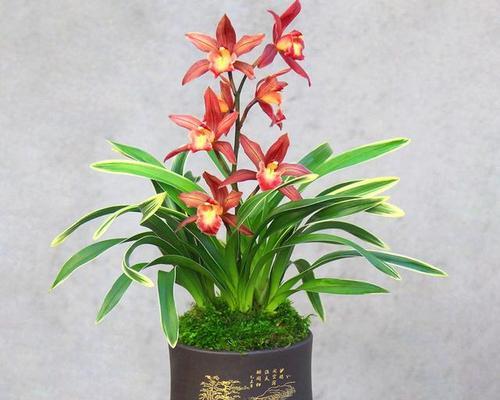 家居风水之选，这几种花最旺财！（养花也要有技巧，这些花种让你的财运爆棚！）