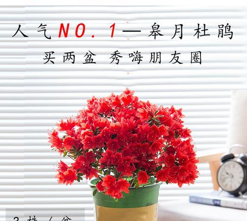东鹃与西鹃，哪个更好养？（探究两种鹃花的养殖特点及优劣）