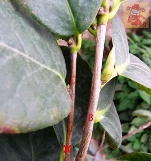 茶花的养殖与修剪（以关爱和耐心呵护，茶花会开出美丽的花朵）