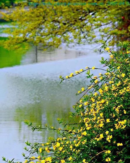 迎春花——春天里的瑰丽之美（一朵朵充满希望的花儿盛开在大地上）