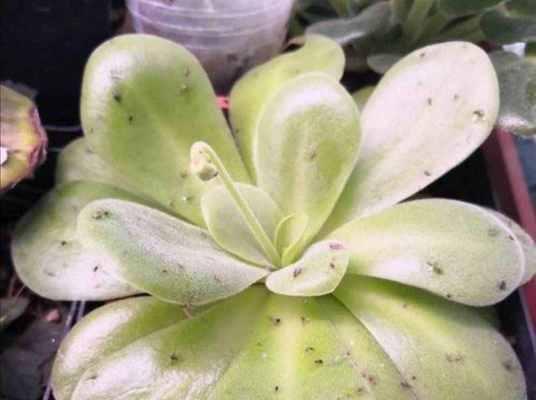 如何杀灭花卉小飞虫？（有效解决方法，让您的花园重现生机！）