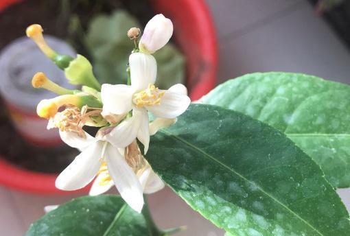 如何杀灭花卉小飞虫？（有效解决方法，让您的花园重现生机！）