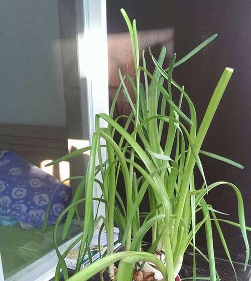 水仙花养护指南（打造美丽花海，关注“水”与“光”）