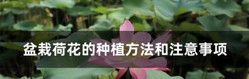 盆荷花种植全攻略（如何在家中种植盆荷花，让它开出美丽的花朵？）