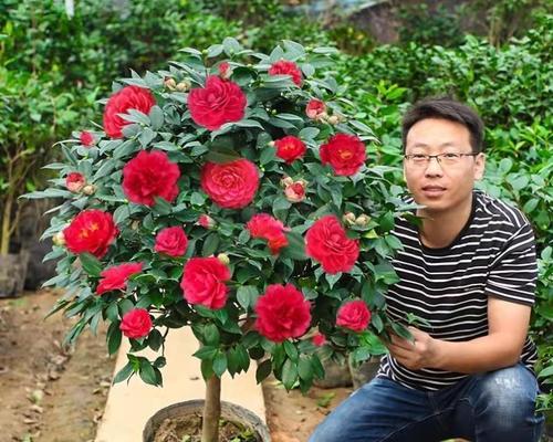 室外四季开花的耐寒花卉（美丽花园不季节，全年花开不断——耐寒花卉推荐）