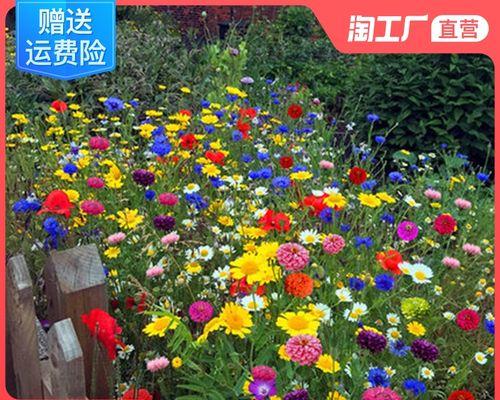 室外四季开花的耐寒花卉（美丽花园不季节，全年花开不断——耐寒花卉推荐）