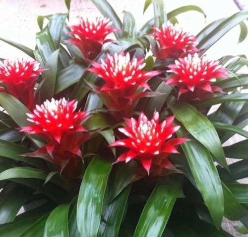 如何繁殖凤梨花（从种子到花蕾，一步步教你繁殖凤梨花）