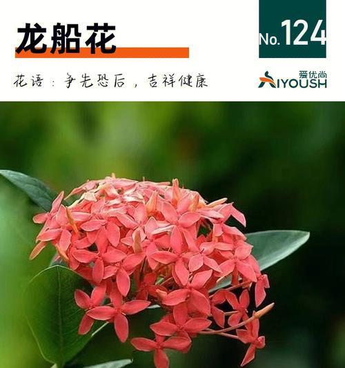 六月最具代表性的花是什么？（追寻六月鲜艳之美，解读玫瑰盛放的背后）