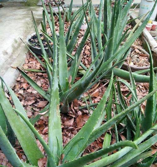 芦荟叶子发黄？这些方法让你的芦荟恢复活力（芦荟怎么浇水？养护技巧大揭秘）