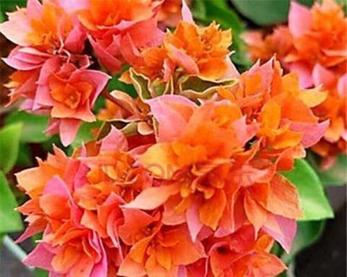 四季常青的爬藤花品种推荐（探秘花季不断的生命力，打造四季缤纷的花园）