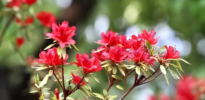 杜鹃花开花季节（了解杜鹃花的开花时间及特点）
