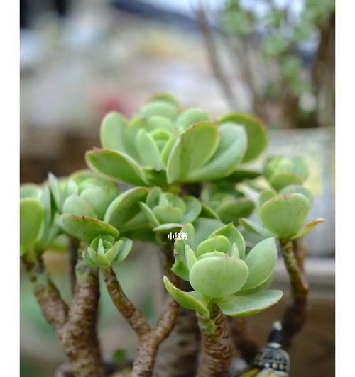 2022夏天多肉的种植与养护（让你的多肉在夏天健康成长）