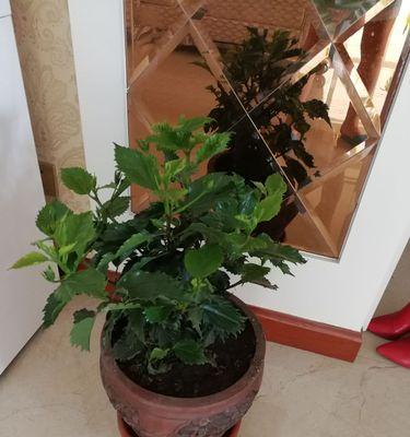 适合家养花期长的花有哪些（挑选长寿花卉，让家中花开不断）