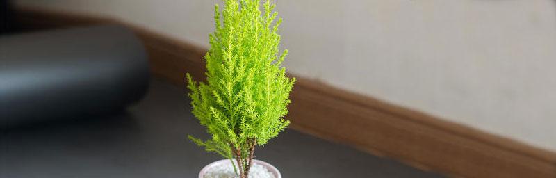 小香松的生长特点及喜好（探究小香松的适宜生长条件及注意事项）