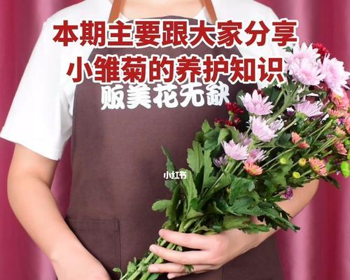 如何养护好你的雏菊（从选购到日常养护，让你的雏菊健康茁壮）