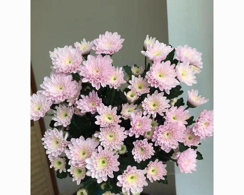 如何养护好你的雏菊（从选购到日常养护，让你的雏菊健康茁壮）