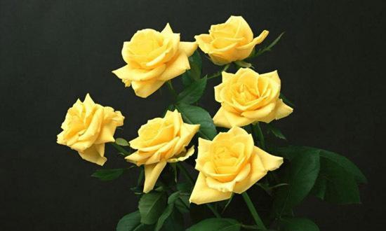 11朵黄玫瑰的花语意思（用花语传递真挚的情感）