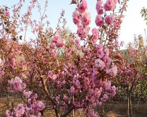 如何种植樱花树（养护技巧让你轻松成为樱花树种植专家）