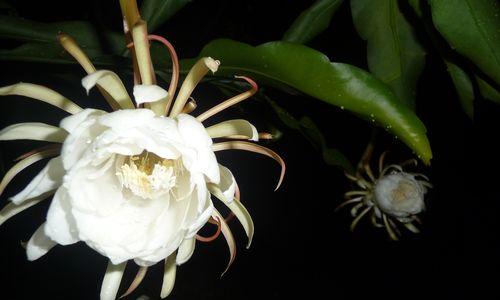 寓意与象征——昙花在风水中的意义（昙花之神奇与美丽）