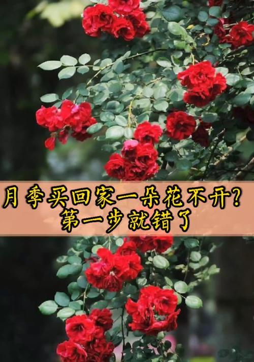 为什么月季花只长枝条而不开花？（探究月季花长枝条而不开花的原因与解决方法）