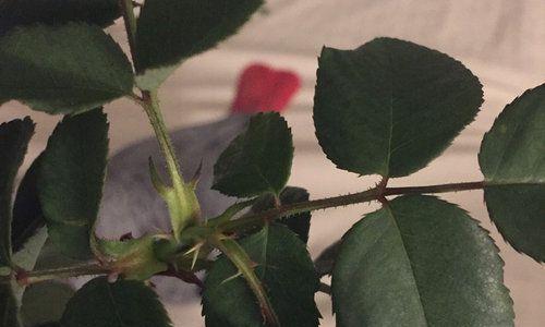 为什么月季花只长枝条而不开花？（探究月季花长枝条而不开花的原因与解决方法）