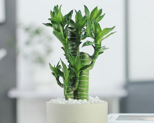 打造充满活力的室内盆栽-耐阴植物的选择（打造舒适宜人的室内环境，让生活更加美好）