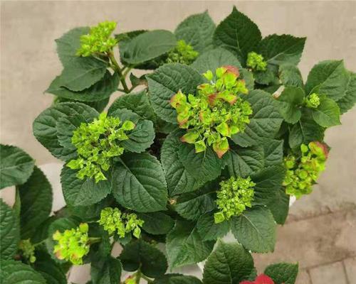如何种植绣球花种子？（细节决定一切，轻松掌握种植技巧）