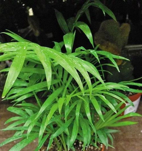如何养护袖珍椰子（浇水技巧让椰子茁壮成长）